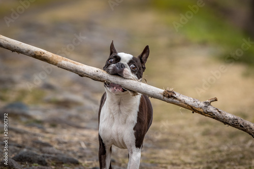 Boston Terrier plays outside in natural environment