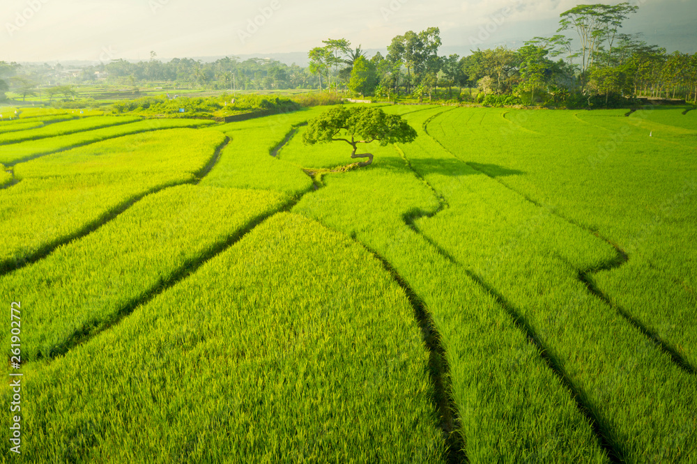 Green rice field at sunny day in Bali
