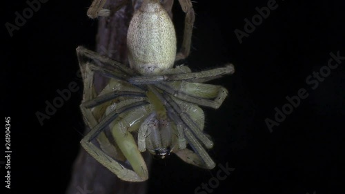 Wolfspider contracting its legs after molting 1203 12 photo