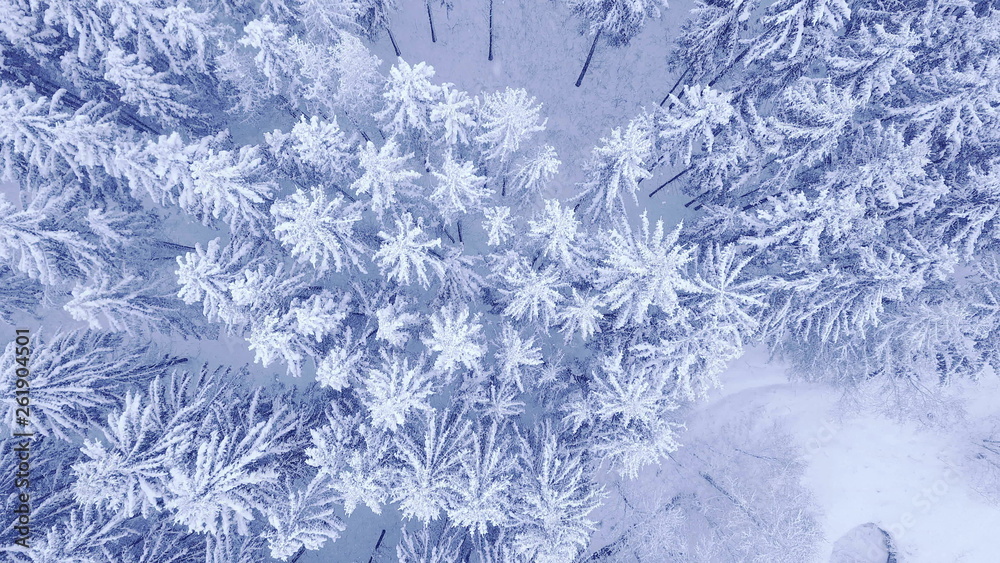 Aerial top down camera zoom video of beautiful blue winter pine snow forest in 4K