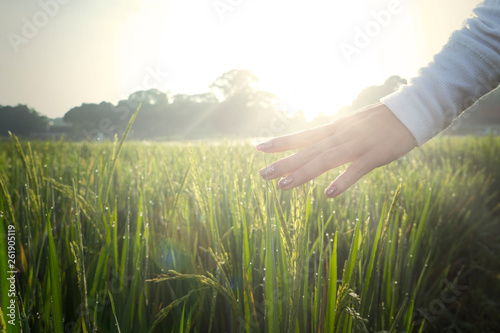 Fotografie Palms of woman caressing dew on paddy leaves