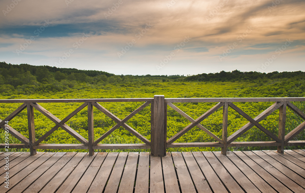 Fototapeta premium Mangrove forest with sun lighting.