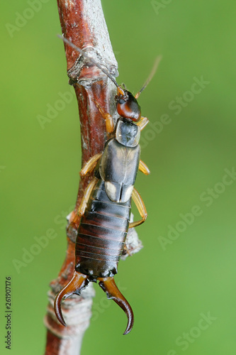 Forficula auricularia, the common earwig or European earwig