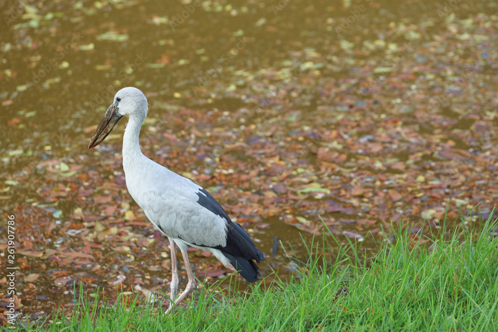 Local bird,Anastomus oscitans or Asian Openbill stork bird walking near the canal and looking for shell food Local bird,Anastomus oscitans or Asian Openbill stork bird walking near the canal and looking for shell food