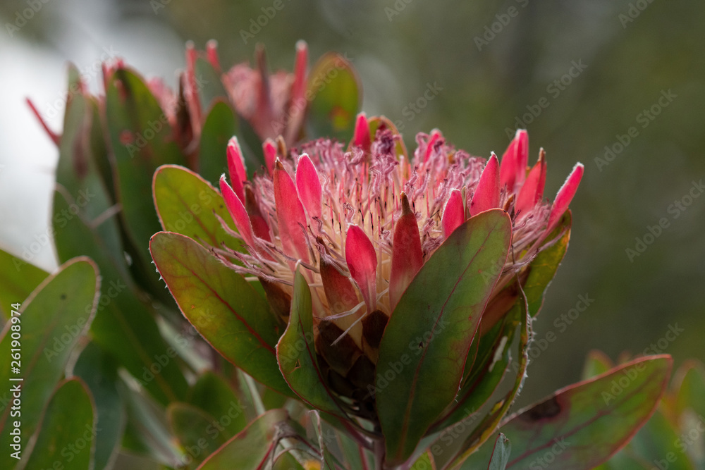 King Protea, Protea cynaroides with green leaves, against bright natural blurred green background. Elgin Ridge, South Africa King Protea, Protea cynaroides with green leaves, against bright natural blurred green background. Elgin Ridge, South Africa