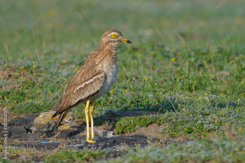 Eurasian stone curlew on the ground Eurasian stone curlew on the ground