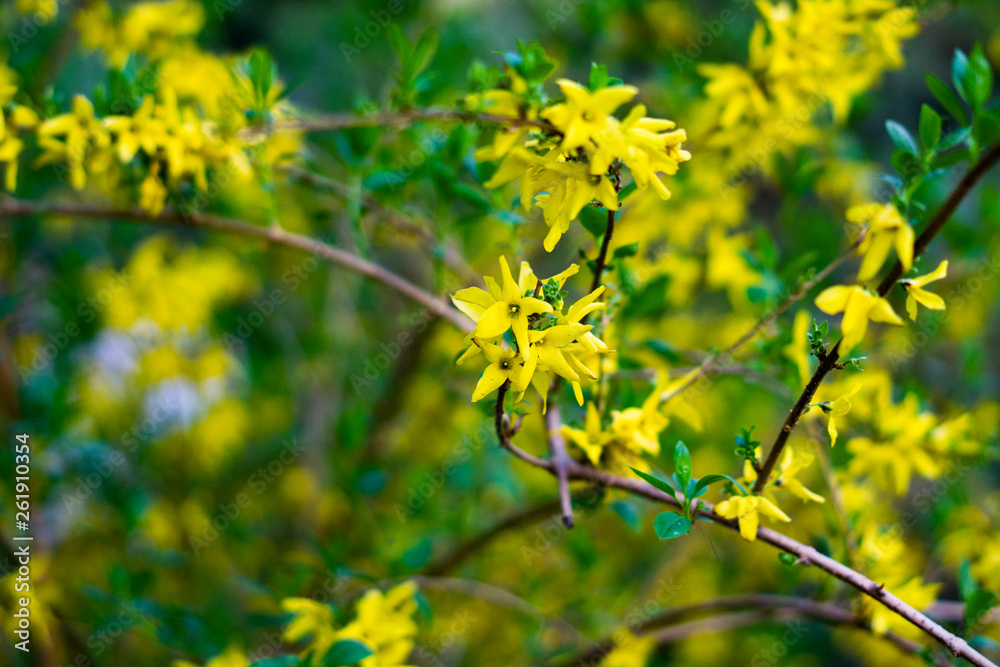 yellow flowers on branch in spring