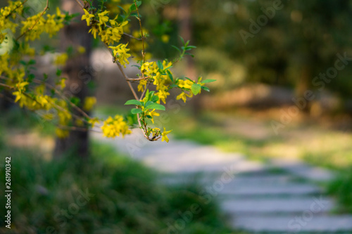 spring flower and pathway in woodland