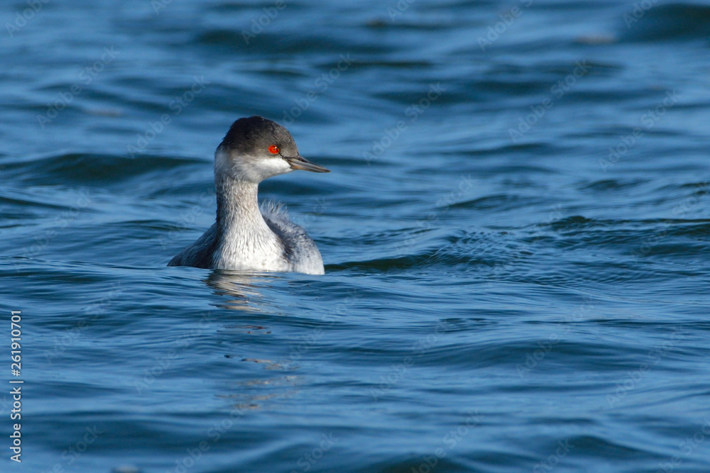 Black-necked Grebe (Podiceps nigricollis) Black-necked Grebe (Podiceps nigricollis)
