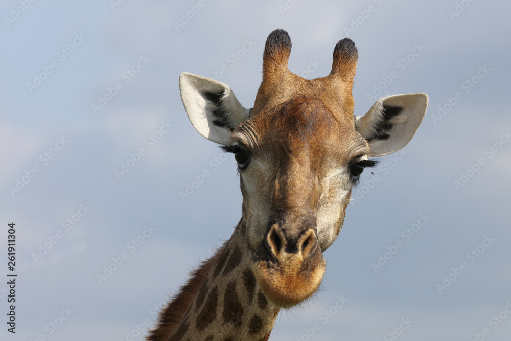 Obraz premium Giraffe / Giraffe / Giraffa Camelopardalis