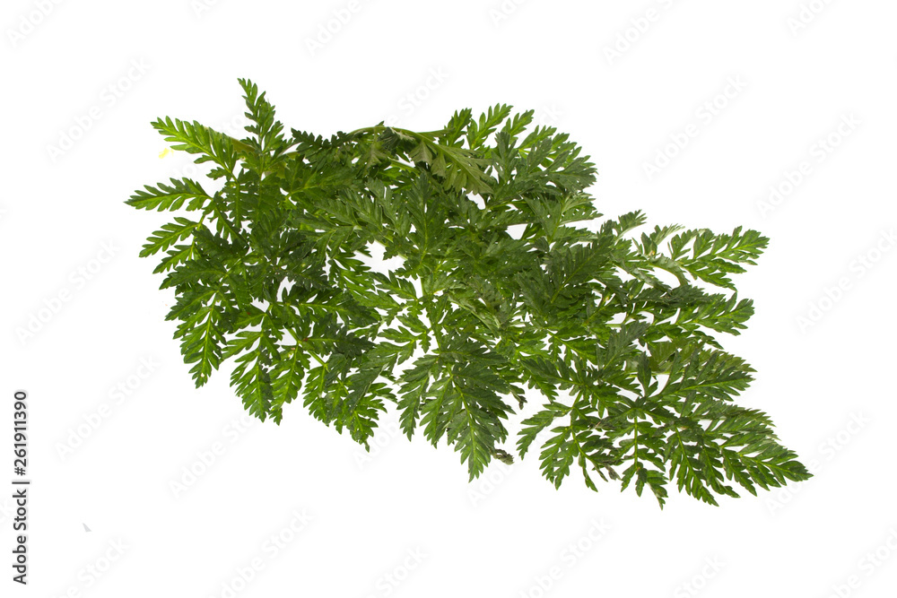 Obraz premium green leaf isolated on white background