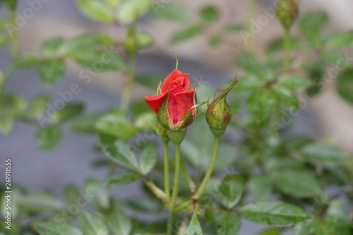 estas son diferentes tipos de flores ,fotos tomadas en diferentes lugares y jardines aqui podemos observar diferentes tipos,texturas ,colores y tamaños .