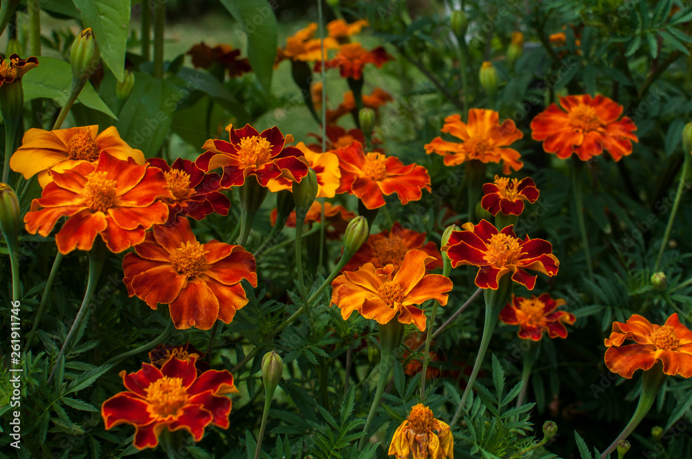 French marigold flowers in garden closeup as floral background