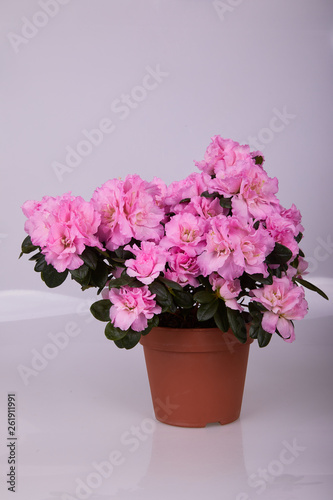 Wallpaper Mural Blossoming plant of azalea in flowerpot. "Rhododendron simsii" on light background  Torontodigital.ca