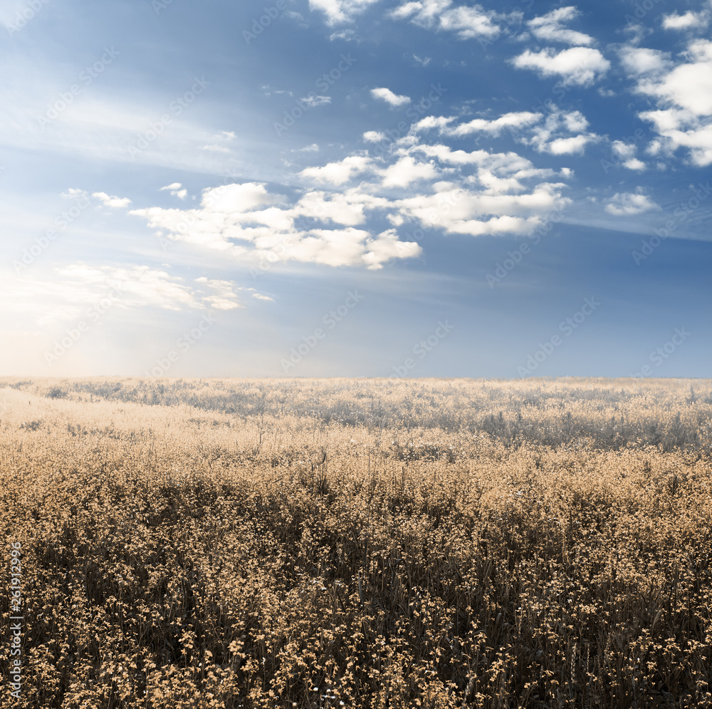 autumn fields