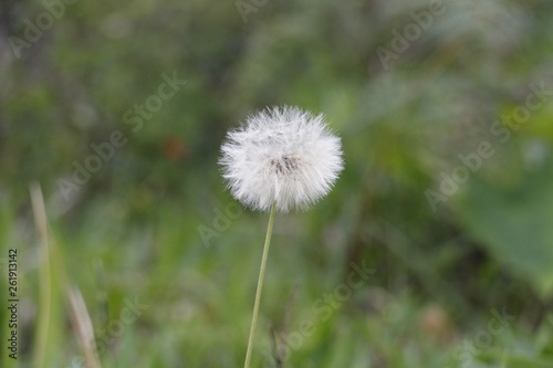 estas son diferentes tipos de flores  fotos tomadas en diferentes lugares y jardines aqui podemos observar diferentes tipos texturas  colores y tama  os .