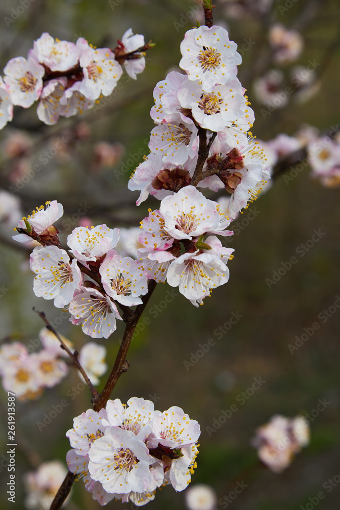 Branch of a blossoming apricot tree. Apricot tree flower, seasonal floral nature background, shallow depth of field Branch of a blossoming apricot tree. Apricot tree flower, seasonal floral nature background, shallow depth of field