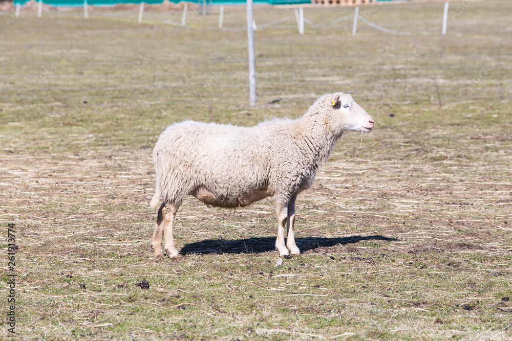 Fototapeta premium Sheep graze in the meadow. Old and young. Travel photo 2019