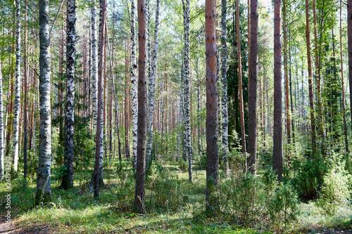 Fototapeta Naklejka Na Ścianę i Meble -  Forest with tree trunks on a summer day
