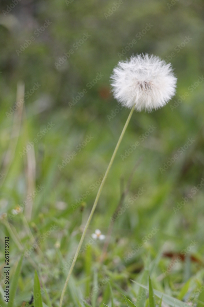estas son diferentes tipos de flores ,fotos tomadas en diferentes lugares y jardines aqui podemos observar diferentes tipos,texturas ,colores y tamaños . estas son diferentes tipos de flores ,fotos tomadas en diferentes lugares y jardines aqui podemos observar diferentes tipos,texturas ,colores y tamaños .