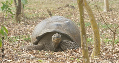 Glapagos Giant Turtle Walking Beautiful shot of Santa Cruz Giant Turtles walking in the field photo