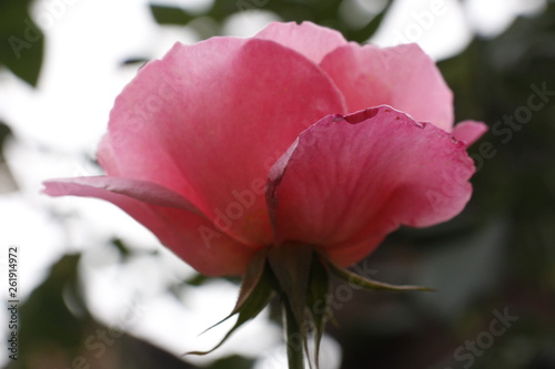 estas son diferentes tipos de flores  fotos tomadas en diferentes lugares y jardines aqui podemos observar diferentes tipos texturas  colores y tama  os .