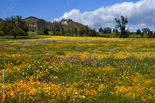 Canvas-taulu Wildflowers cover meadow as a result of heavy spring rains, Shell Creek Road, Sa