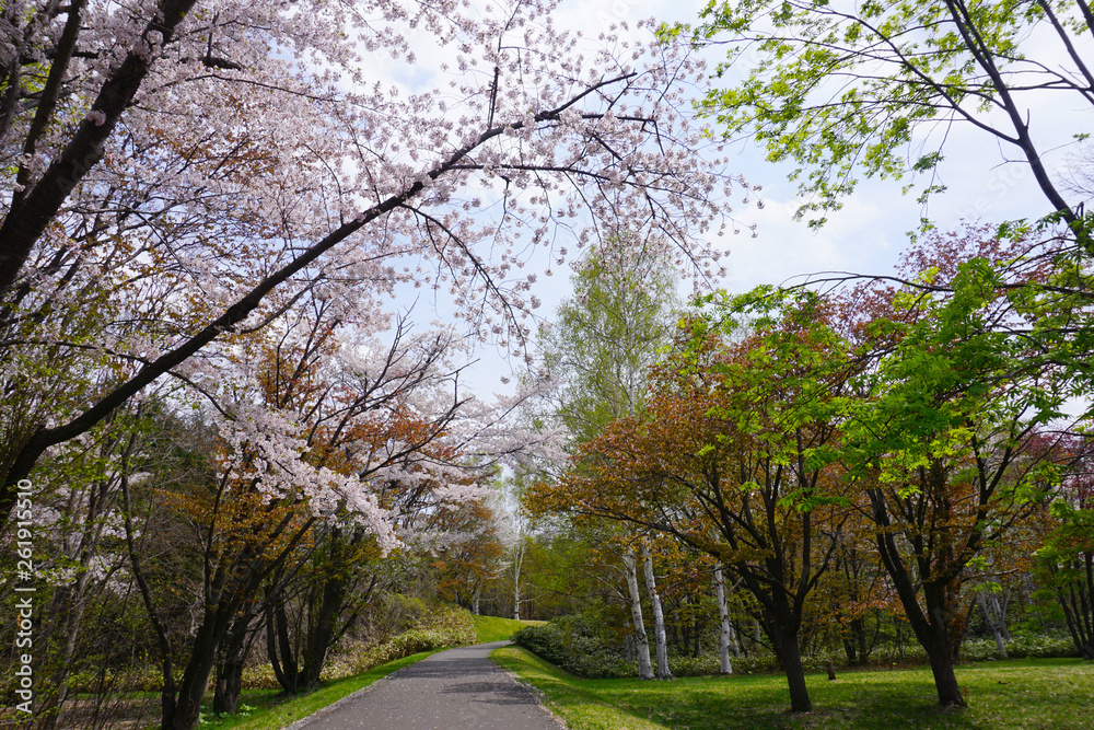 鮮やかな道