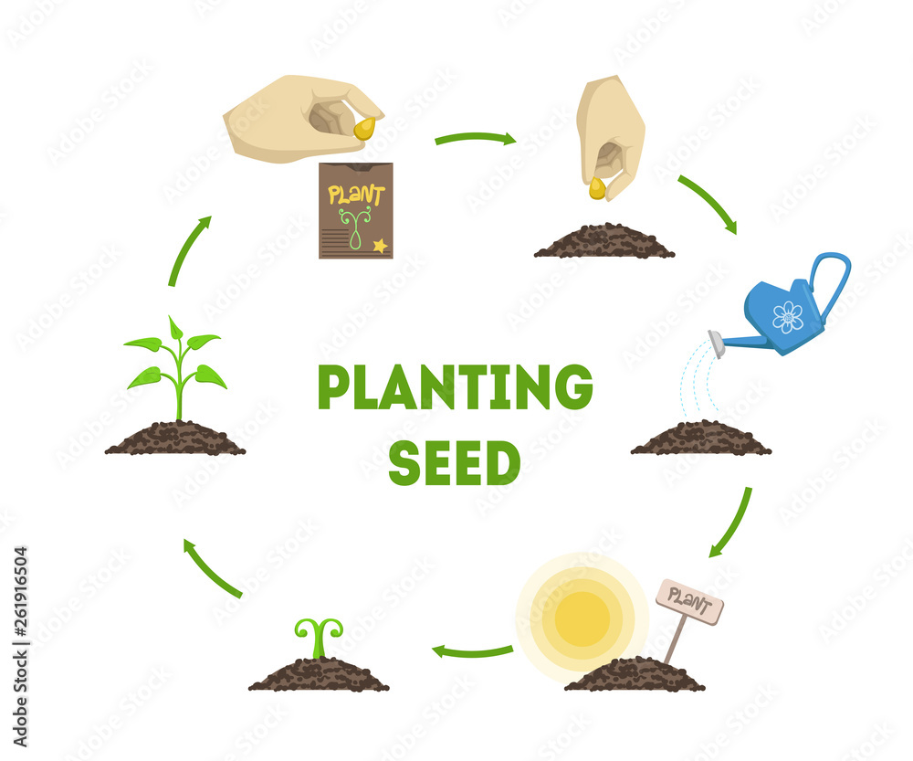 Seed Development Graph Planting Seed Banner, Stages of Growth of Plant from Seed Timeline ...