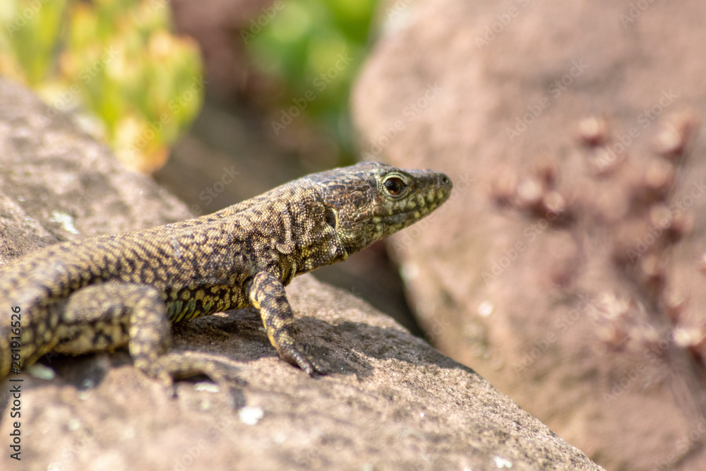 Eidechse wärmt sich in der Sonne vor der Insektenjagd Eidechse wärmt sich in der Sonne vor der Insektenjagd