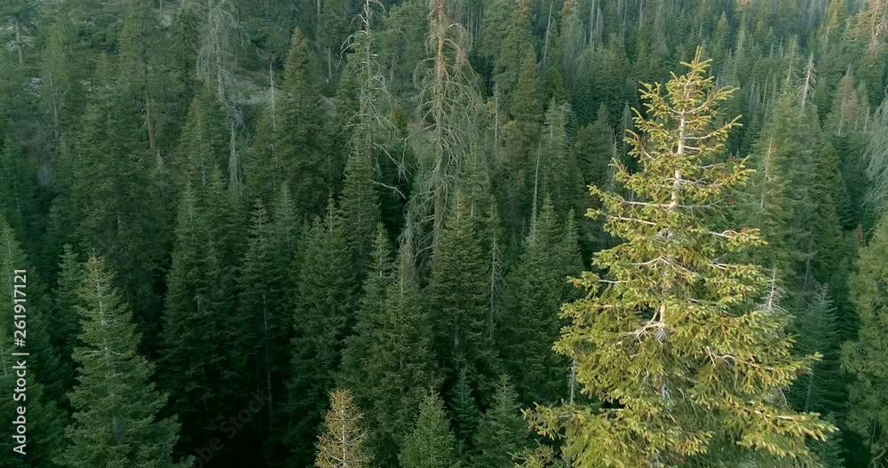 SEQUOIA NATIONAL PARK, CA, USA. Aerial 4K view over the majestic landscape. Immense forests of the unique environment of the western Sierra. SEQUOIA NATIONAL PARK, CA, USA. Aerial 4K view over the majestic landscape. Immense forests of the unique environment of the western Sierra.