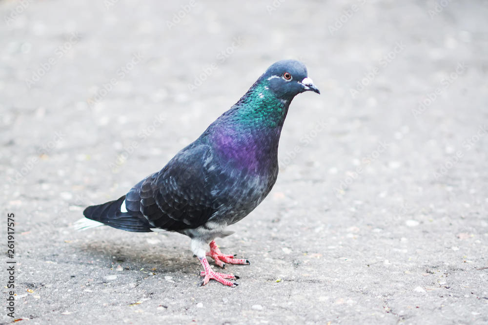 Pigeon bird looking for crumbs on the sidewalk Pigeon bird looking for crumbs on the sidewalk