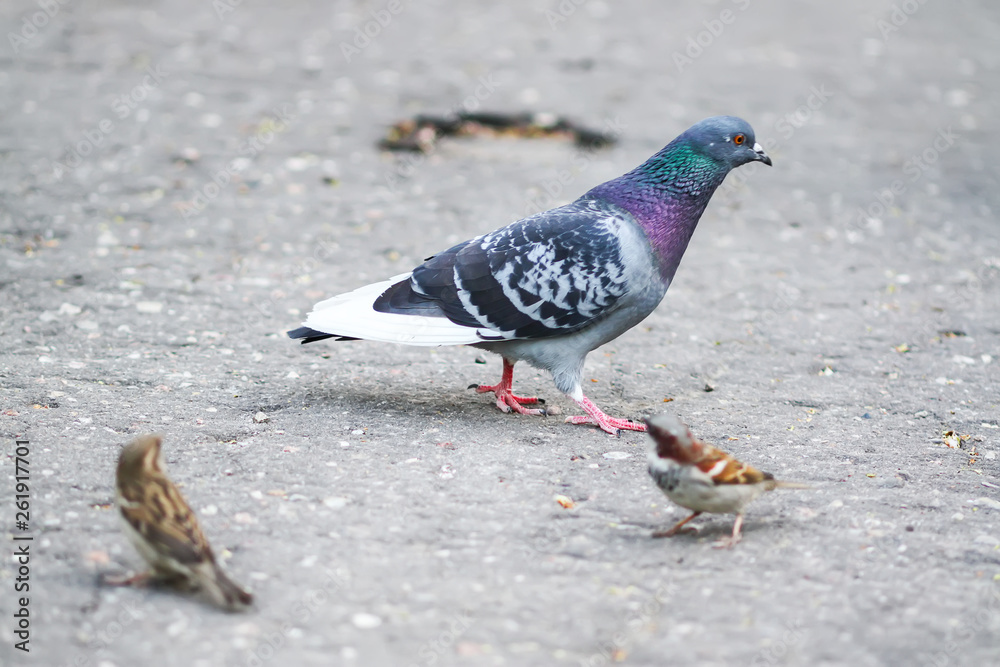 Pigeon and sparrow birds looking for crumbs on the sidewalk Pigeon and sparrow birds looking for crumbs on the sidewalk