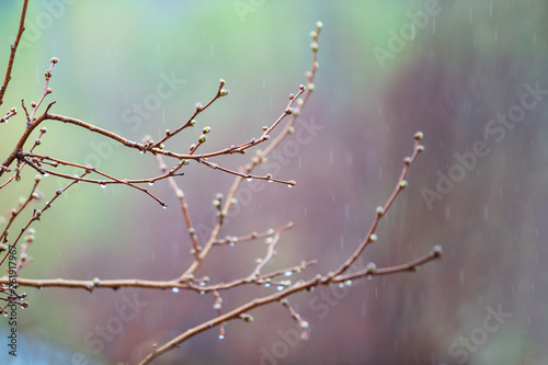 Transparent drops of water on the branches of trees during the spring rain © Andrii A