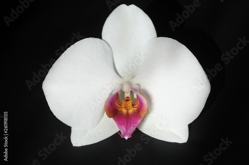 White orchid flower on black background .