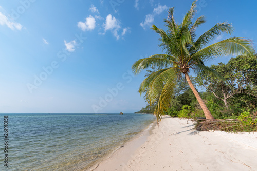 Fototapeta Naklejka Na Ścianę i Meble -  A palm trees on a beach turquoise sea.