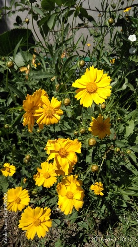 yellow flowers in garden