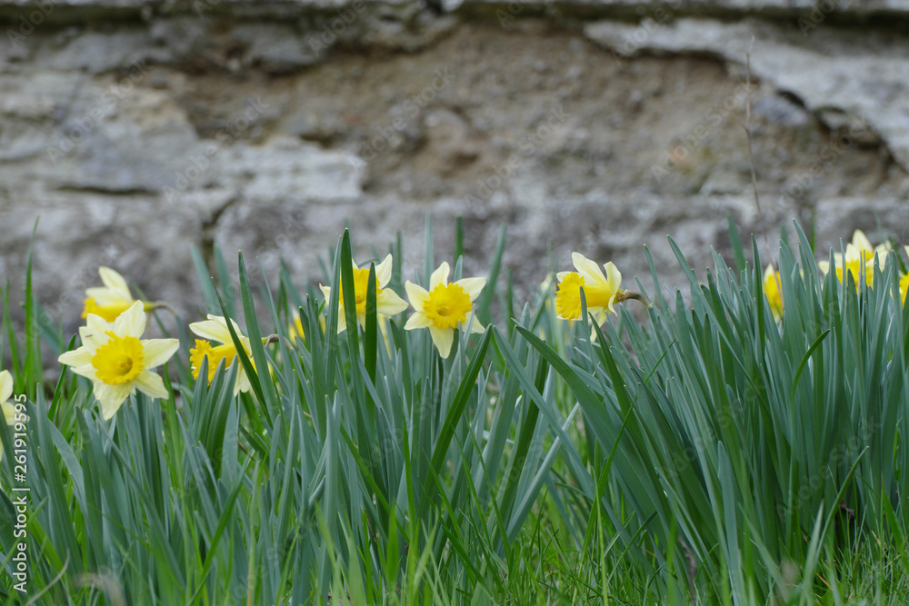 Fototapeta premium nice yellow narcissus in grass