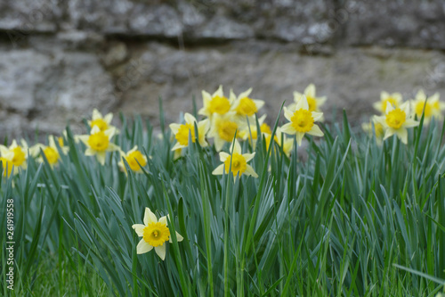 nice yellow narcissus in grass