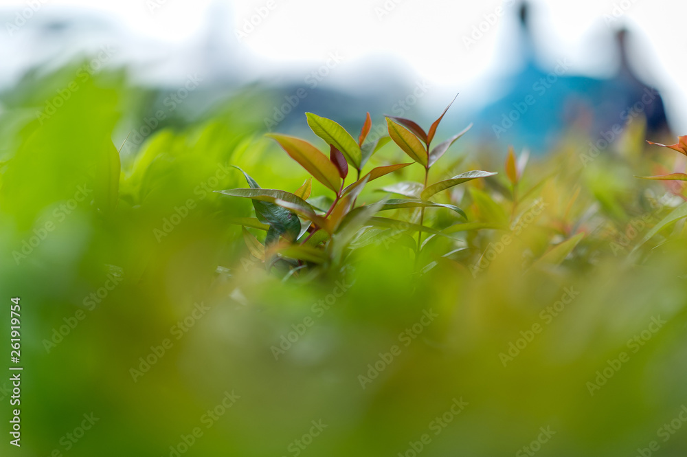 Top green tea leaves of soft tea leaves Nature travel ideas With copy space Top green tea leaves of soft tea leaves Nature travel ideas With copy space