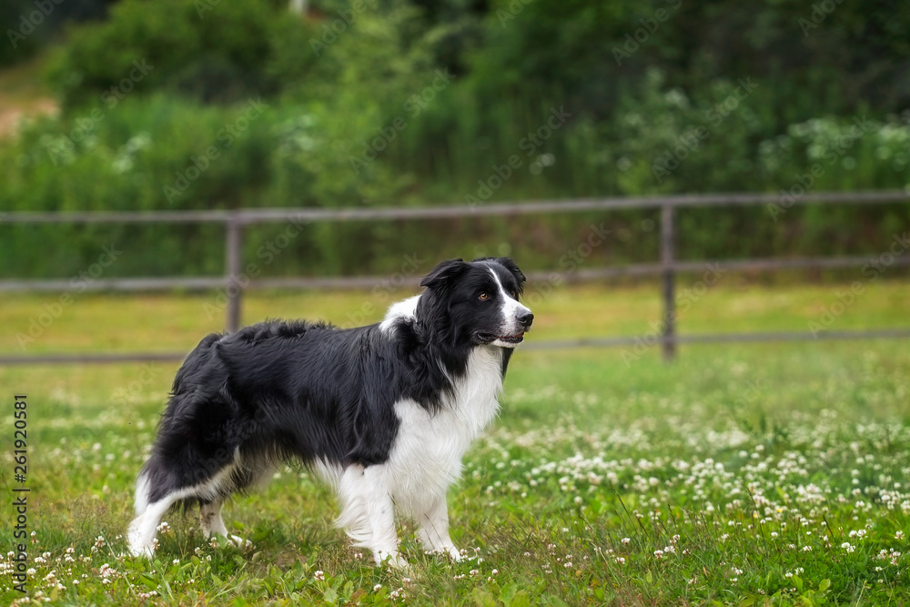 Border collie is standing on a grass lawn
