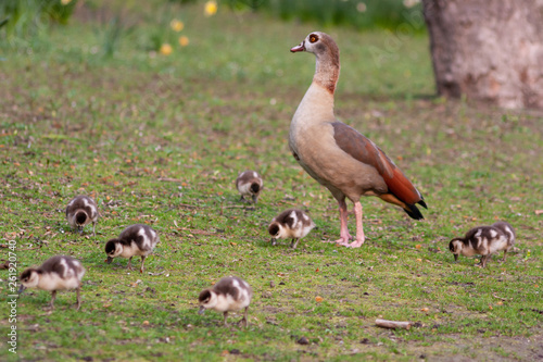 Nilgansmutter unternimmt mit ihren vielen kleinen Nilgansk  ken einen Ausflug in den Park und bewacht diese f  rsorglich