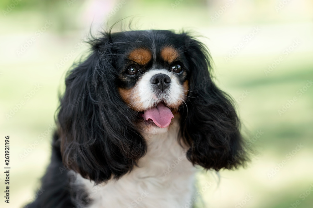 Cavalier king charles spaniel in summer park Cavalier king charles spaniel in summer park
