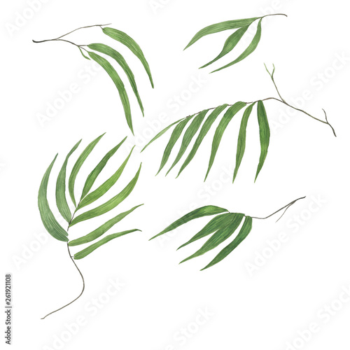 Watercolor painting bamboo leaves  branch isolated on white. Design elements for card  wedding invitations