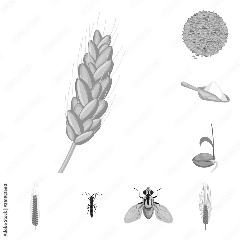 Obraz premium Isolated object of rye and plant logo. Collection of rye and corn stock symbol for web.