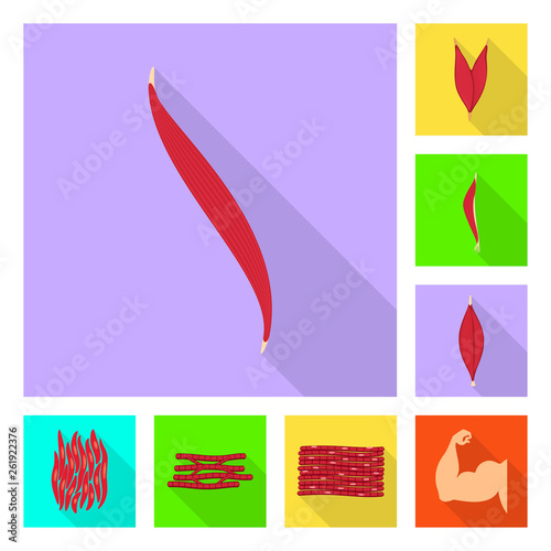 Vector design of muscle and cells sign. Set of muscle and anatomy vector icon for stock.