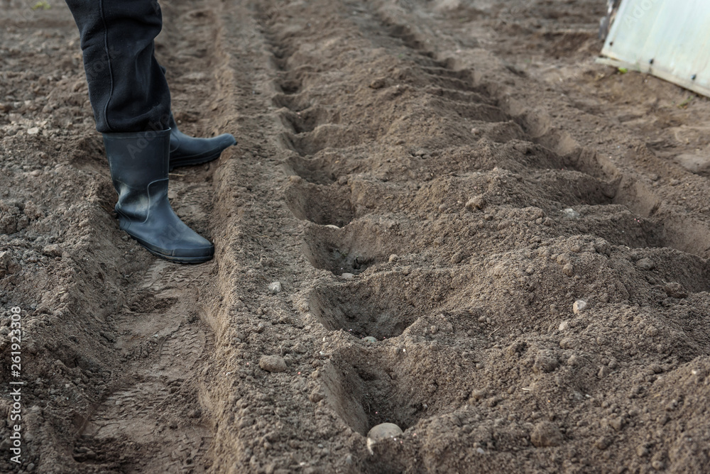 Potato tubers planting into the ground in early spring. Potato tubers planting into the ground in early spring.