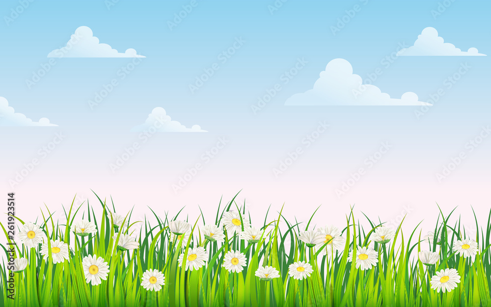 Obraz premium Spring field of flowers of daisies, chamomile and green juicy grass, meadow, blue sky, white clouds