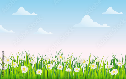 Spring field of flowers of daisies, chamomile and green juicy grass, meadow, blue sky, white clouds