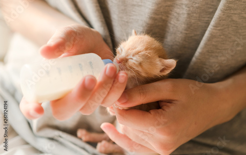 Feeding little tabby cat with milk © Xiuxia Huang
